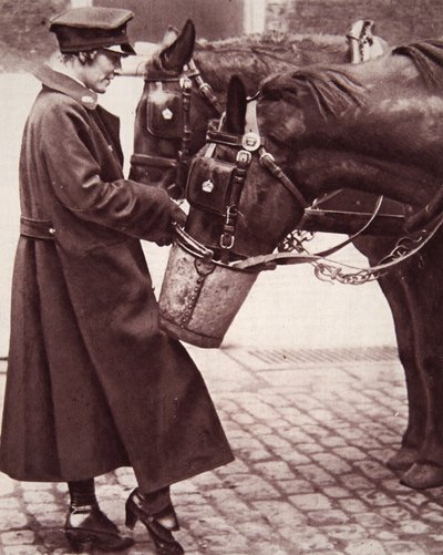 Werk voor vrouwen met kennis van paarden door English Photographer